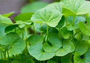 Centella Asiatica Extract Manufacturer India
