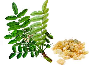 Boswellia Serrata Extract Exporter