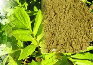 Phyto Extracts