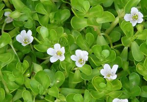 Standardized Bacopa Monnieri Extract Powder Bulk Wholesale Phyto Life Sciences