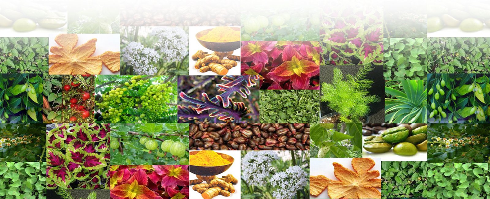 Botanical & Phytochemical Research Articles